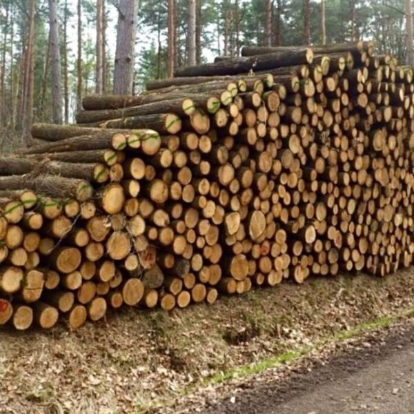 STAMMHOLZ VOM SÄGEWERK.